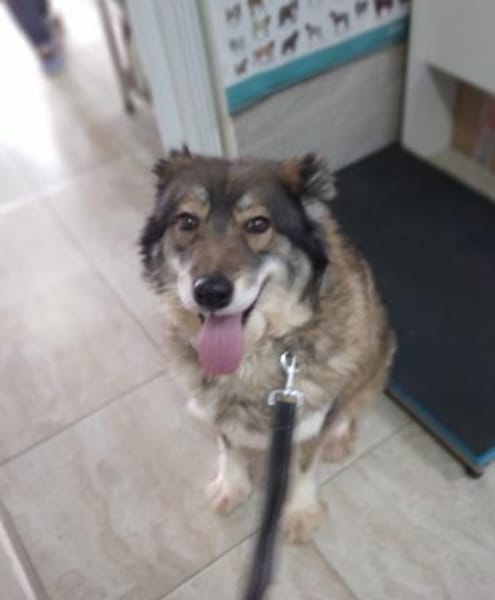 Yvette, fröhliche Hündin sucht Familie