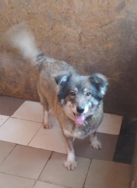 Yvette, fröhliche Hündin sucht Familie