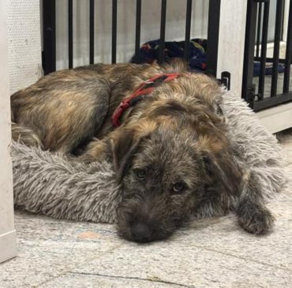 SAMBO sucht seine Menschen