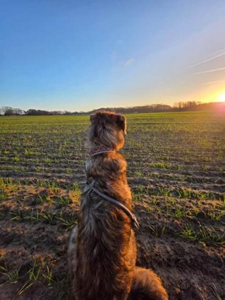SAMBO sucht seine Menschen