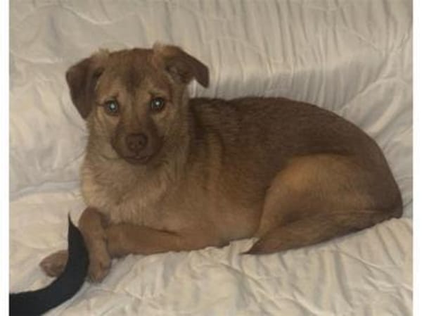 Finley - wartet in 53757 Sankt Augustin