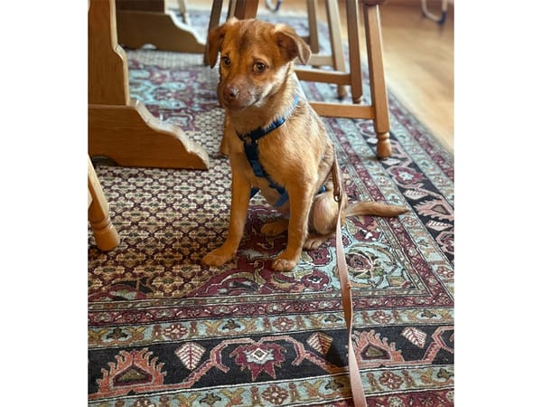 Finley - wartet in 53757 Sankt Augustin