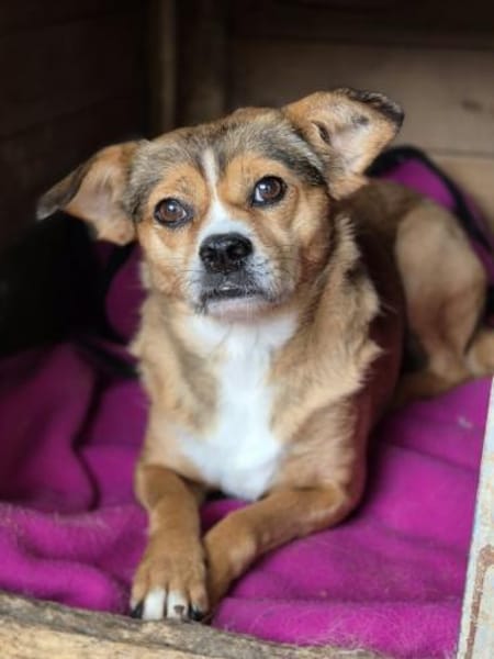 Corrie - kleine Mix Hündin sucht