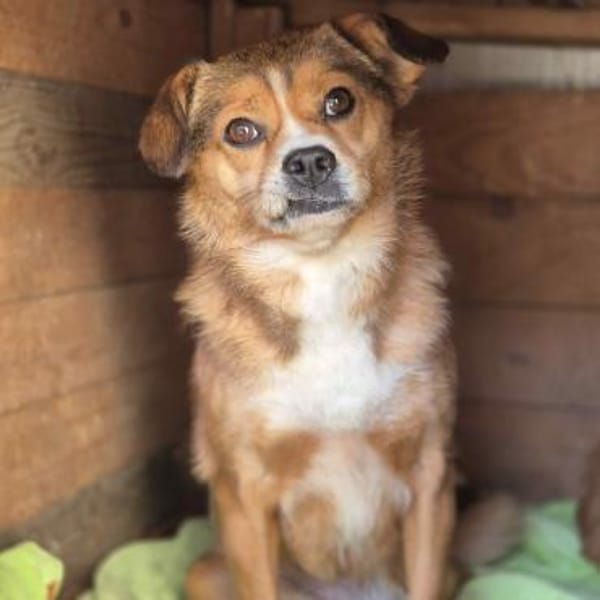 Corrie - kleine Mix Hündin sucht