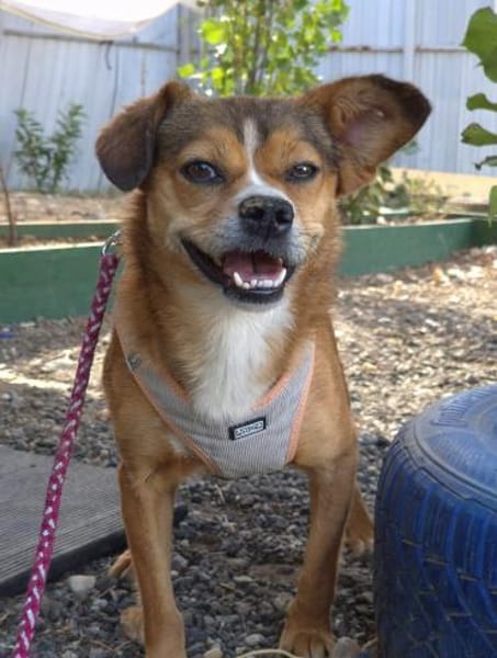 Corrie - kleine Mix Hündin sucht