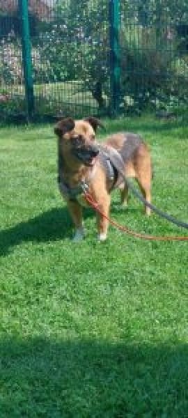 Roger/Bobi 35 cm (Pflegestelle)