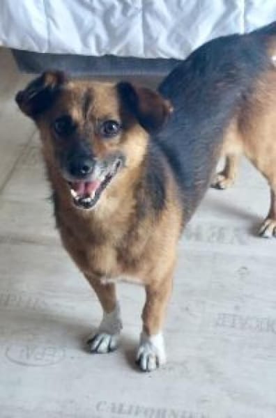 Roger/Bobi 35 cm (Pflegestelle)