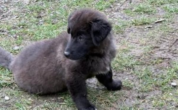 Paris sucht sein Körbchen