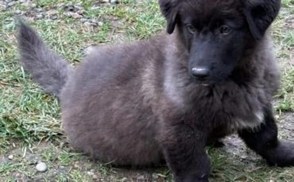 Paris sucht sein Körbchen