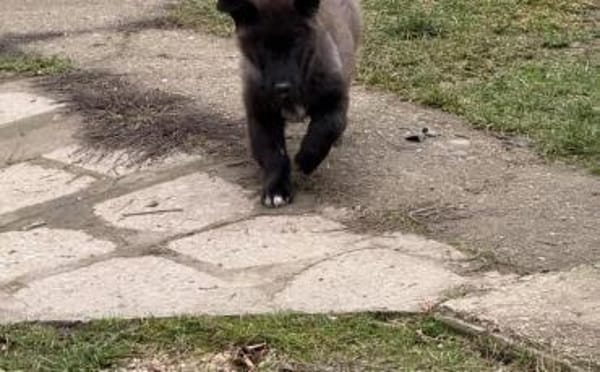 Paris sucht sein Körbchen