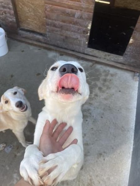 Die fröhliche Mali sucht ihr Zuhause