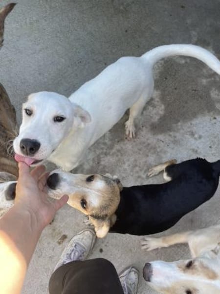 Die fröhliche Mali sucht ihr Zuhause