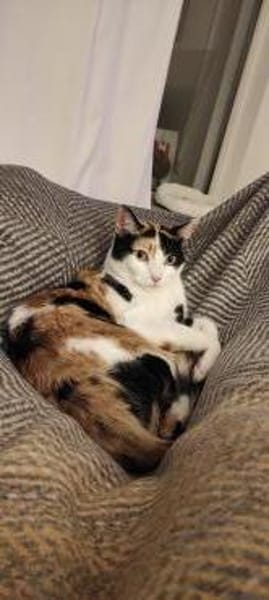 temperamentvolle Blossom /Eppstein (ALM)