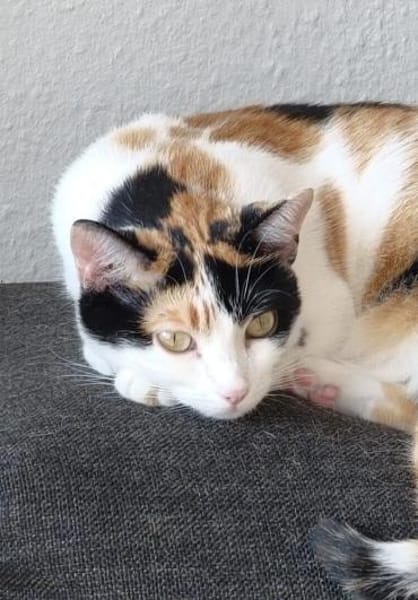 temperamentvolle Blossom /Eppstein (ALM)