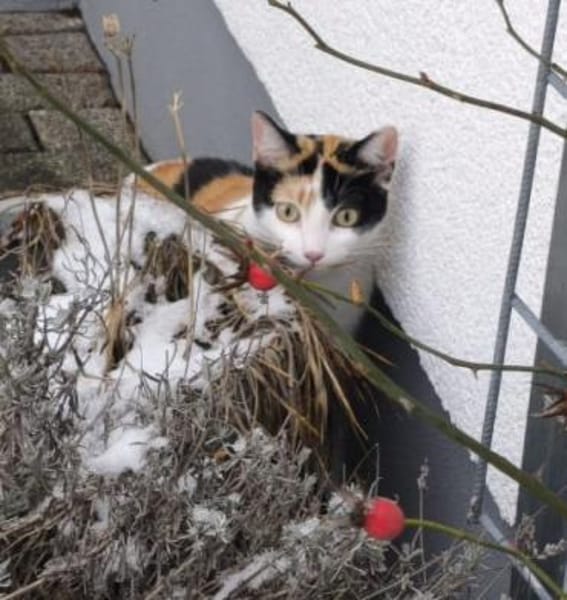 temperamentvolle Blossom /Eppstein (ALM)