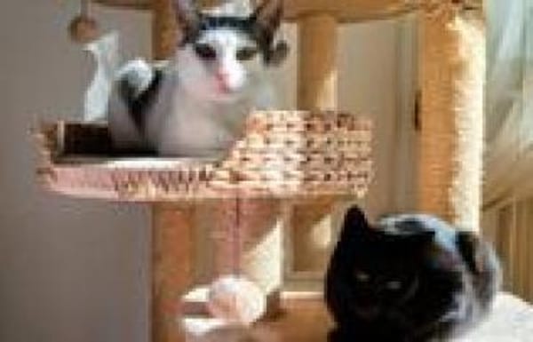 Tom & Pisa - warten in Berlin !........