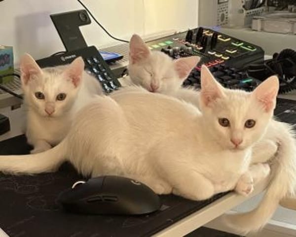 Tuffie - weiß wie Zuckerwatte