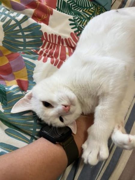 Tuffie - weiß wie Zuckerwatte