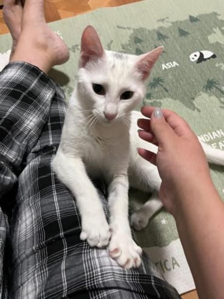 Tuffie - weiß wie Zuckerwatte