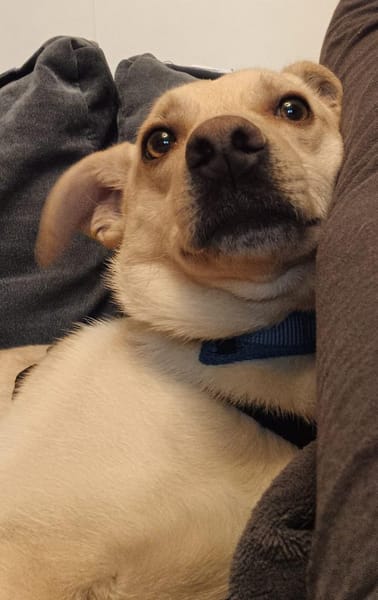 Rudi - wartet in D auf seine Menschen