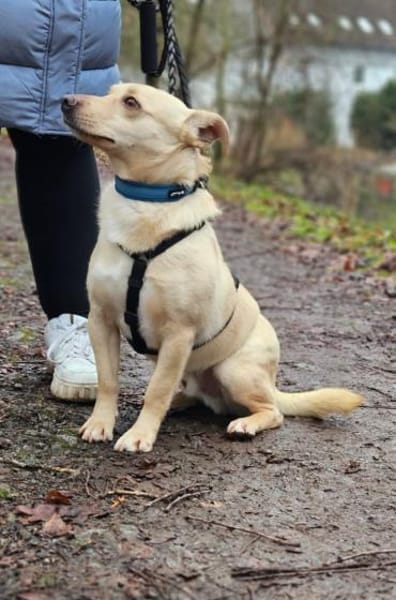 Rudi - wartet in D auf seine Menschen