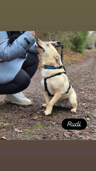 Rudi - wartet in D auf seine Menschen