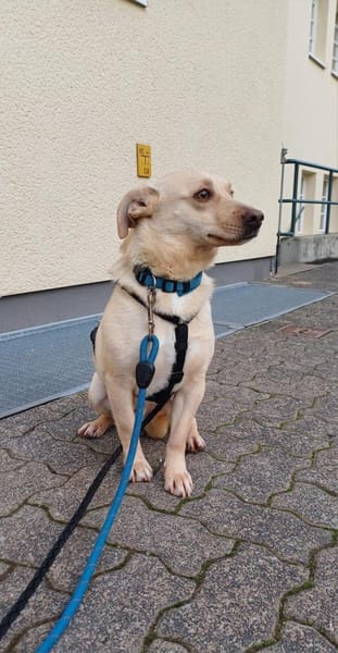 Rudi - wartet in D auf seine Menschen