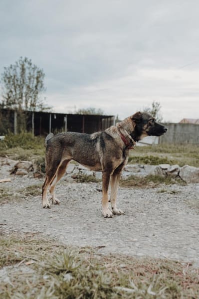 Lada  eine sanfte Seele mit großem Herz