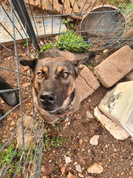 Lada  eine sanfte Seele mit großem Herz