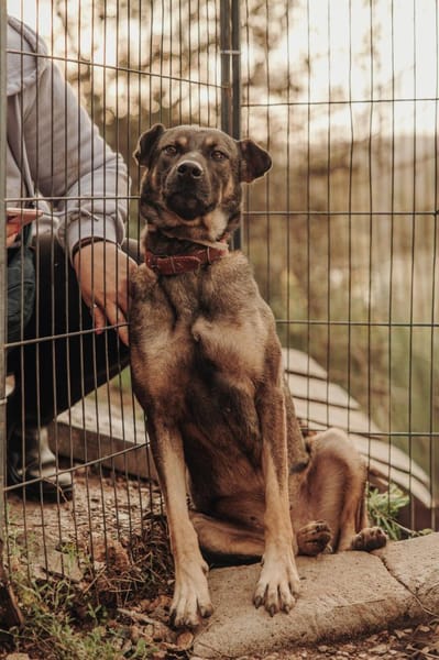 Lada  eine sanfte Seele mit großem Herz