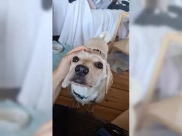 Minimann Eddi sucht seine Menschen