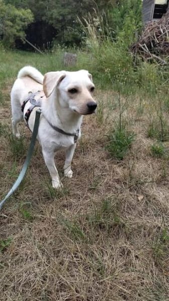 Minimann Eddi sucht seine Menschen