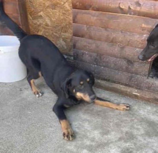 Wunderschöne Shey sucht ihr Zuhause!