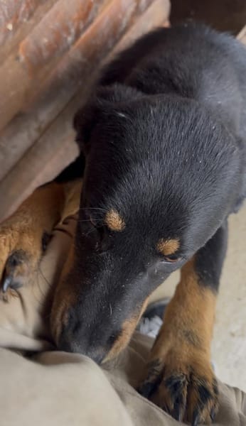 Wunderschöne Shey sucht ihr Zuhause!