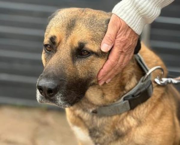 Twain sucht 2. Chance