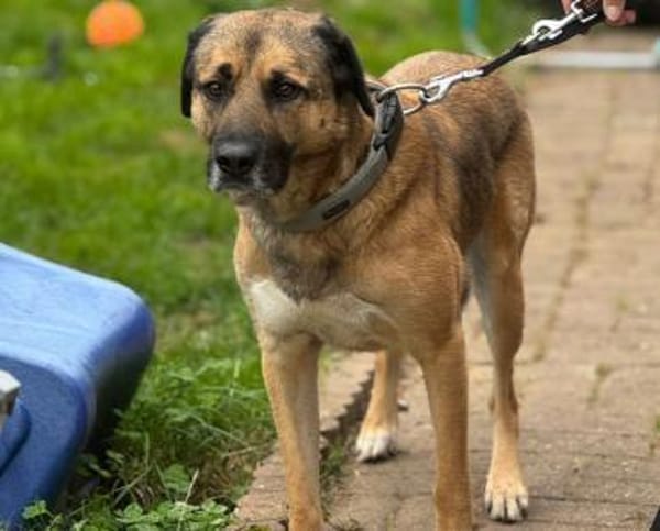 Twain sucht 2. Chance