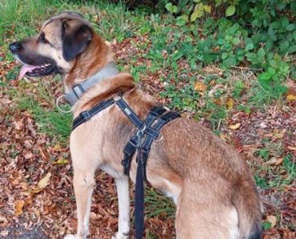 Twain sucht 2. Chance