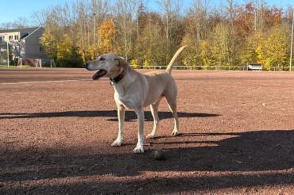 Aura - Hündin wartet in 50354 Hürth