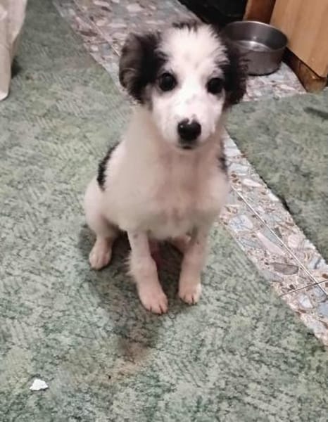 Ray, kleiner Hundemann sucht Zuhause