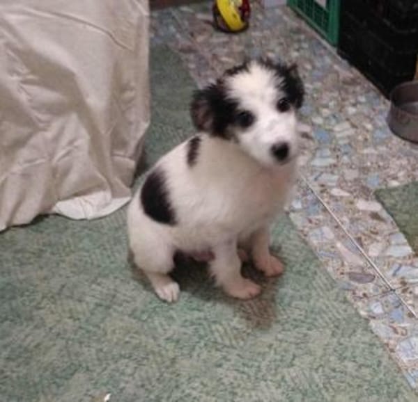 Ray, kleiner Hundemann sucht Zuhause