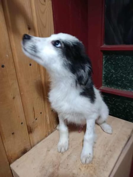 Ray, kleiner Hundemann sucht Zuhause