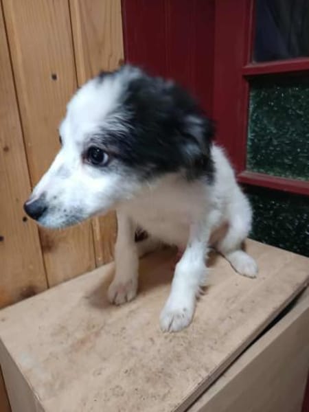 Ray, kleiner Hundemann sucht Zuhause