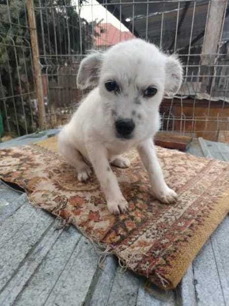 Rose, klein, zart, sucht Körbchen