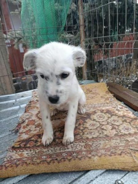 Rose, klein, zart, sucht Körbchen