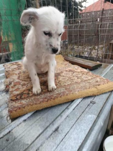 Rose, klein, zart, sucht Körbchen