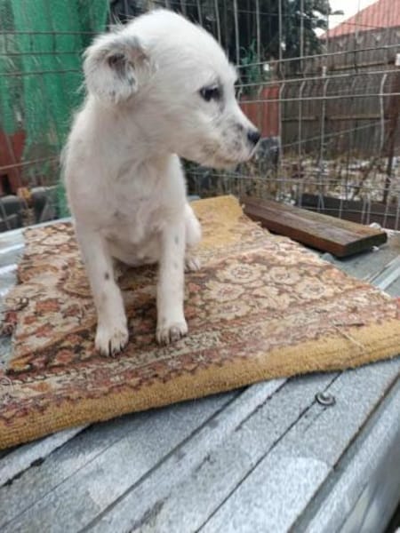 Rose, klein, zart, sucht Körbchen