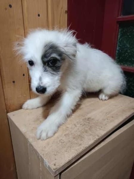 Rumi kleines Hundemädchen sucht ....