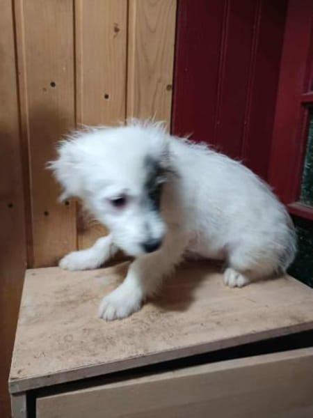 Rumi kleines Hundemädchen sucht ....