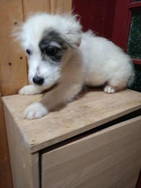 Rumi kleines Hundemädchen sucht ....