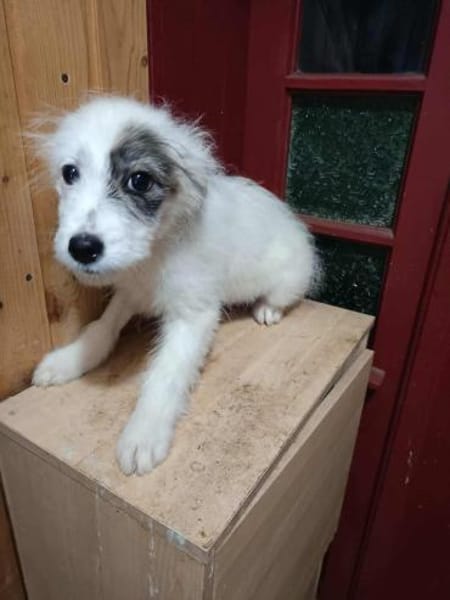 Rumi kleines Hundemädchen sucht ....